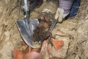Tree Root Invasion